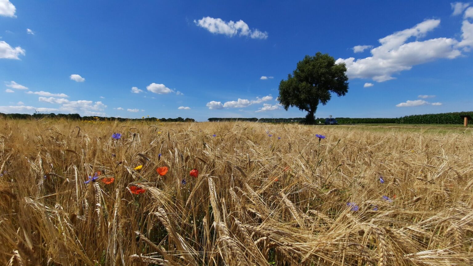 Flora-gerst-akker-1536x864.jpg