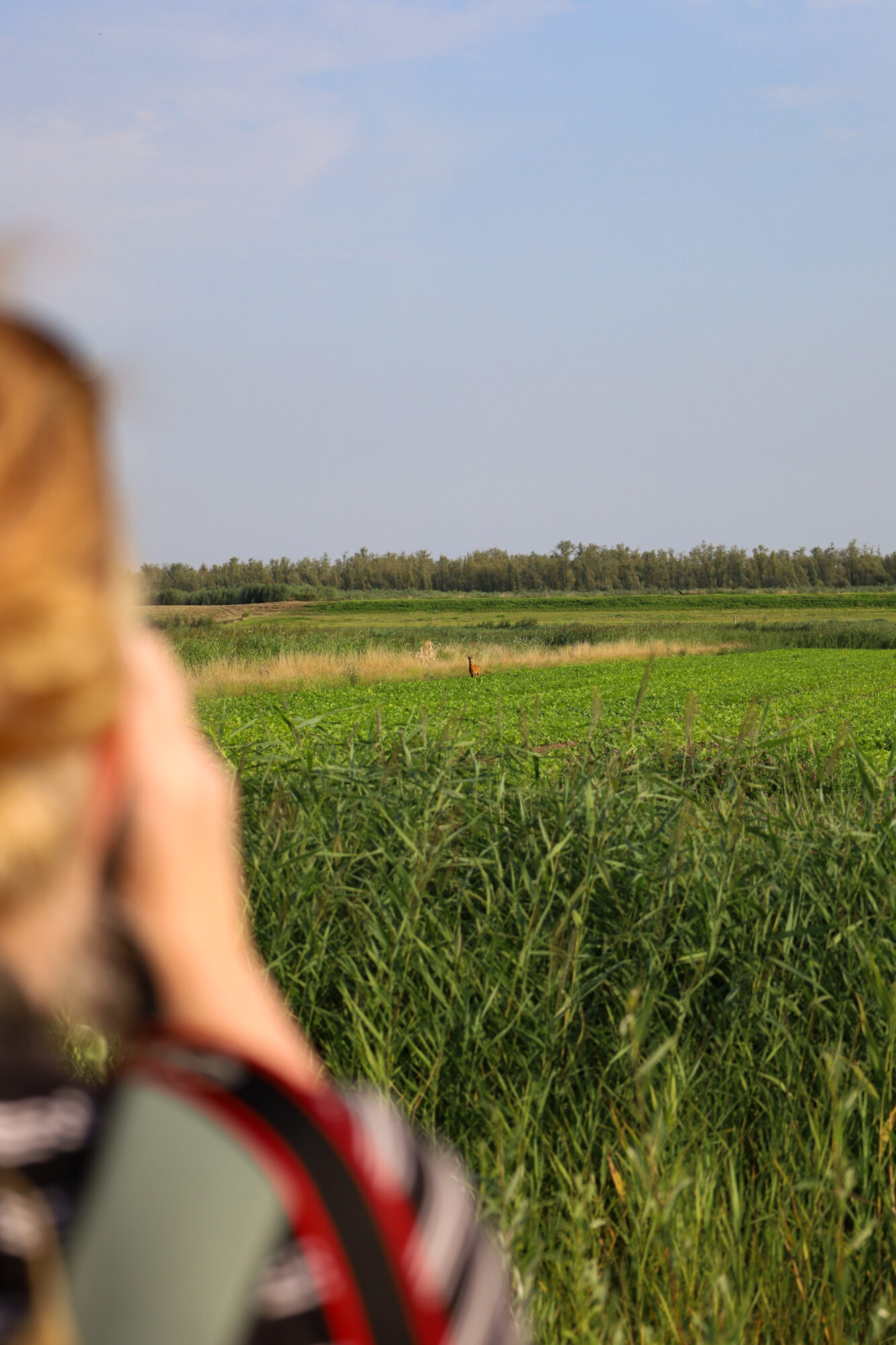 Zegenpolder ree in veld