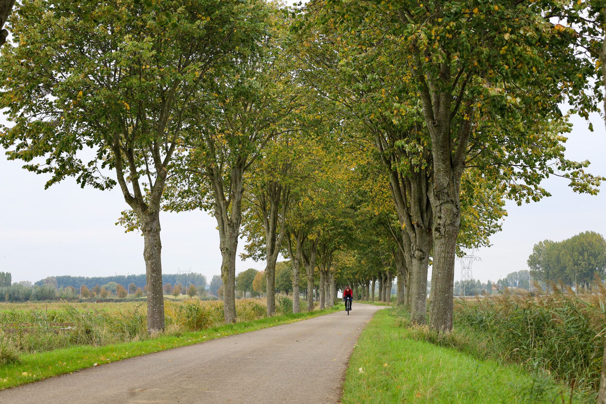 Lindebomen Achterweg Rhoon