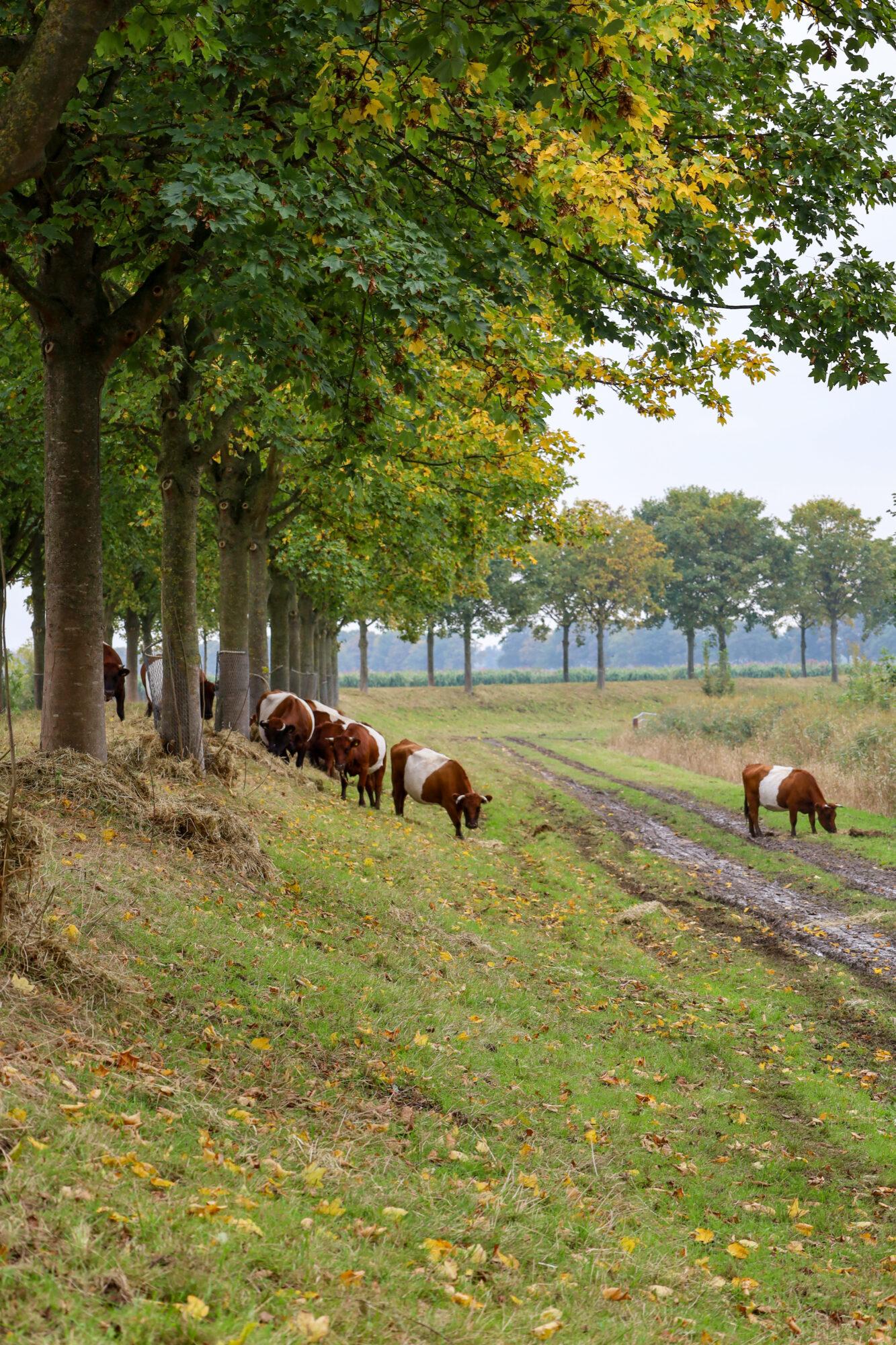 Vossenpad Rhoon - herfst koeien