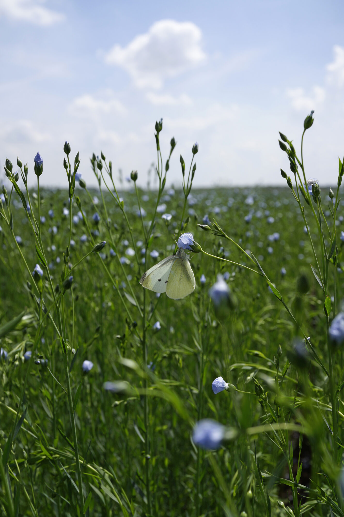 biodiversiteit Buijtenland van Rhoon