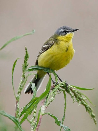 De waardering van biodiversiteit in het Buijtenland van Rhoon’ 